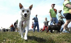 Deutschland freut sich auf sportliche Hundehalter durch Sportgassi